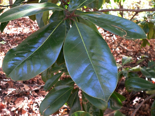 {Magnolia grandiflora}